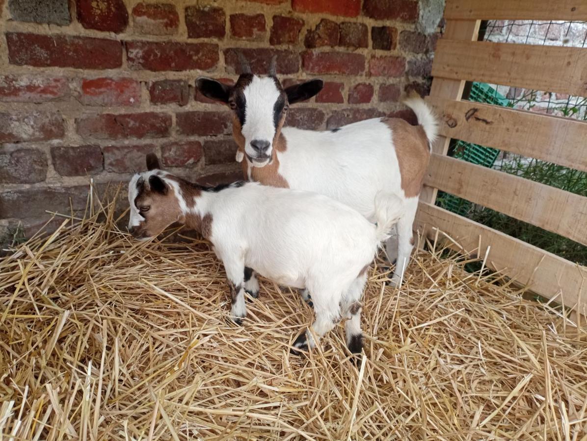 Gite A La Ferme Chez Magali Escaudoeuvres Luaran gambar